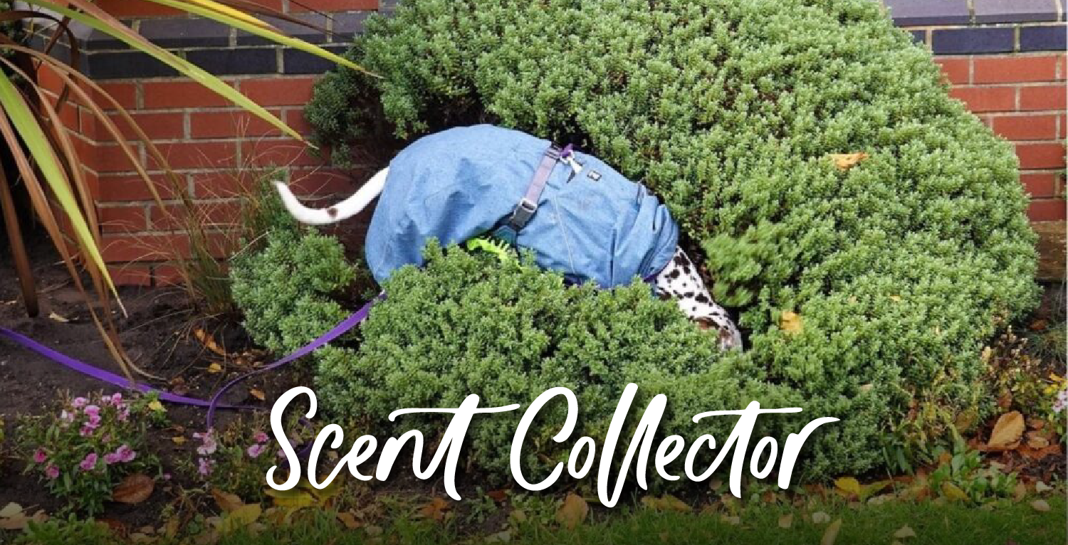 Scent Collector Course